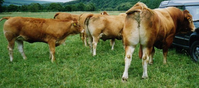Arndilly Ben Aigan Limousine Pedigree Herd